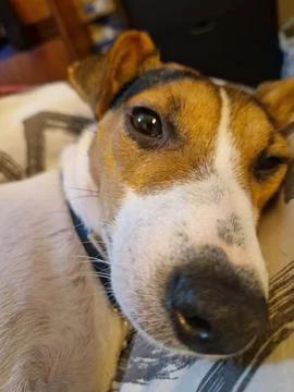 Close up of a cute jack russell Stock Photos