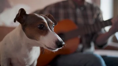 Close-up of a cute Jack Russell Terrier dog barking or howling while a man .. Video stock 332152305