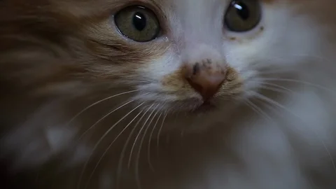 Close up of cute kitten Stock Footage 117778330