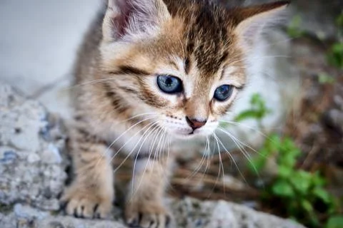 Close up of a cute kitten Stock Photos