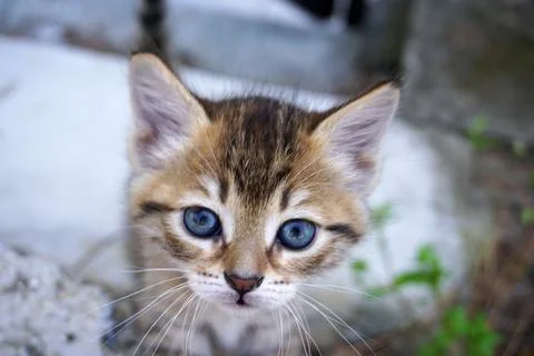 Close up of a cute kitten Stock Photos