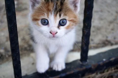 Close up of a cute kitten 스톡 사진