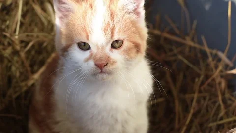 Close-Up Of Cute Kitten Sitting on Straw Hay Bale. Stock Footage 71532109