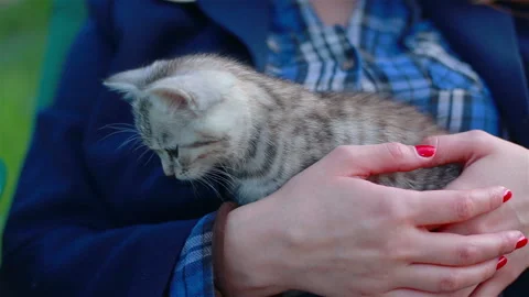 Close up of a cute kitty-cat in the woman's hands Stock Footage 111564977