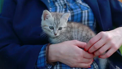 Close up of a cute kitty-cat in the woman's hands Stock Footage 111814241
