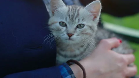 Close up of a cute kitty-cat in the woman's hands Stock Footage 111856571