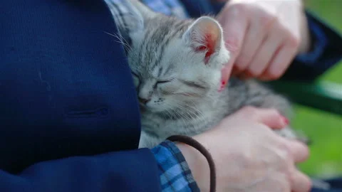 Close up of a cute kitty-cat in the woman's hands Stock Footage 112598402
