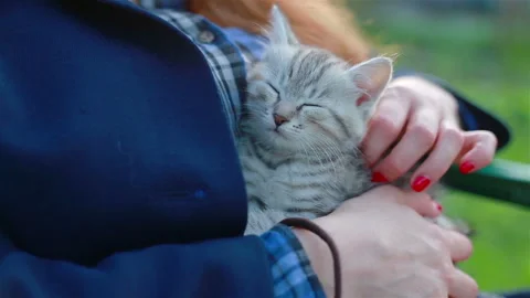 Close up of a cute kitty-cat in the woman's hands Stock Footage 112926386