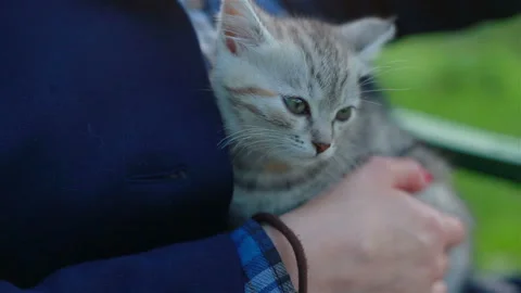 Close up of a cute kitty-cat in the woman's hands Stock Footage 113275655