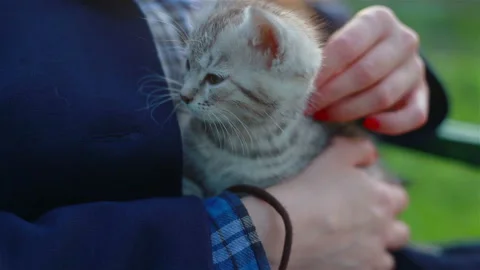 Close up of a cute kitty-cat in the woman's hands Stock Footage 114067444