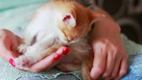 Close up of cute kitty in woman's hands. Stock Footage 94265759
