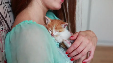 Close up of cute kitty in woman's hands. Stock Footage 94662751