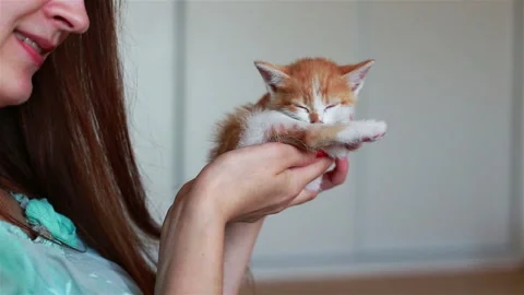 Close up of cute kitty in woman's hands. Stock Footage 94679268
