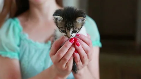 Close up of cute kitty in woman's hands. Stock Footage 94817376