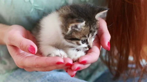 Close up of cute kitty in woman's hands. Stock Footage 94906482