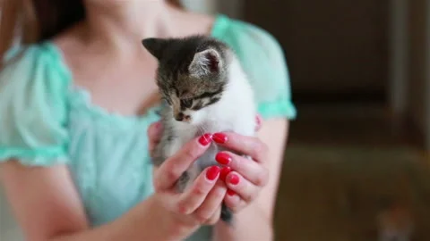 Close up of cute kitty in woman's hands. Stock Footage 95282837