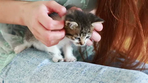 Close up of cute kitty in woman's hands. Stock Footage 95468927