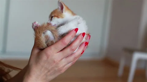 Close up of cute kitty in woman's hands. Stock Footage 96420302