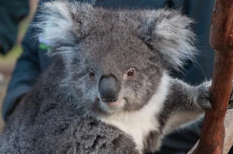 Close up of cute koala bear animal on a eucalyptus tree Stock Photos