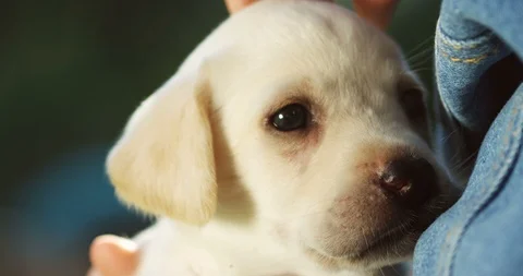 Close up of the cute labrador puppy muzzle while it sitting in arms of the Stock Footage 98094095