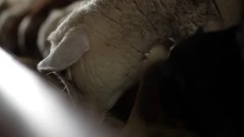 Close up of cute lamb eating grass Stock Footage 263698026