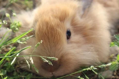 Close up of cute light brown rabbit Stock Photos