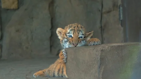 Premium Photo  Cute little baby tiger cub with eyes closed on a