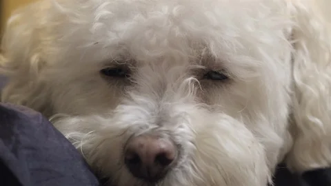 Close up of a cute little dog falling asleep. Stock Footage 101548817