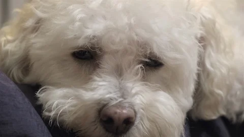 Close up of a cute little dog falling asleep. Stock Footage 101549456