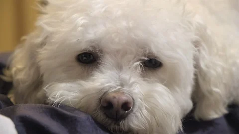 Close up of a cute little dog falling asleep. Stock Footage 101549729