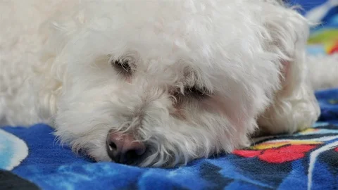 Close up of a cute little dog falling asleep. Stock Footage 101550127