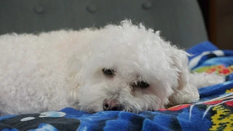 Close up of a cute little dog falling asleep. Stock Footage 101551446
