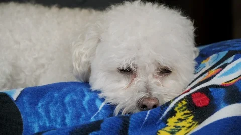 Close up of a cute little dog falling asleep. Stock Footage 101552341