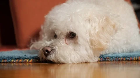 Close up of a cute little dog falling asleep. Stock Footage 101553110
