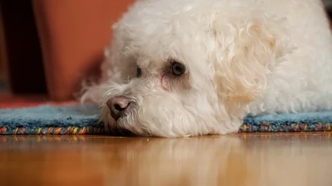 Close up of a cute little dog falling asleep. Stock Footage 101554285