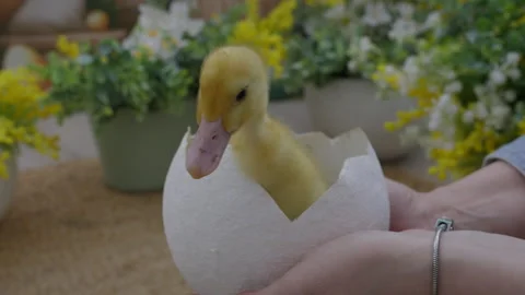 Close-up, cute little fluffy duckling sits in an egg Stock Footage 306474507