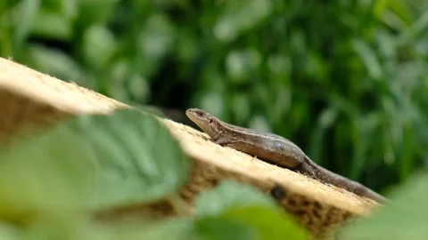 Close-up of a cute lizard in garden. Stock Footage 231326017