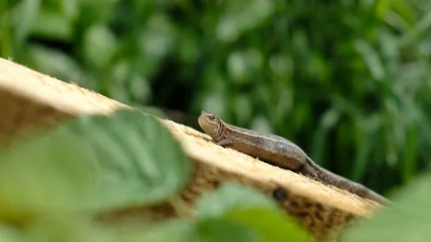 Close-up of a cute lizard in garden. Stock Footage 231326034