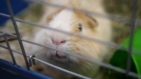 Close up of a cute long haired Guinea Pig inside its cage. Stock Footage 109526054