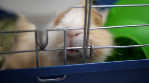 Close up of a cute long haired Guinea Pig inside its cage. Stock Footage 109526093