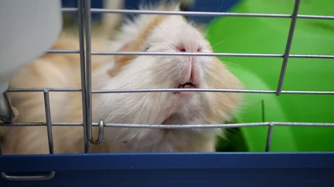 Close up of a cute long haired Guinea Pig inside its cage. Video stock 109526126