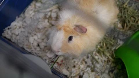 Close up of a cute long haired Guinea Pig inside its cage. Stock Footage 109526171