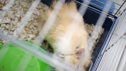 Close up of a cute long haired Guinea Pig inside its cage. Stock Footage 109526200
