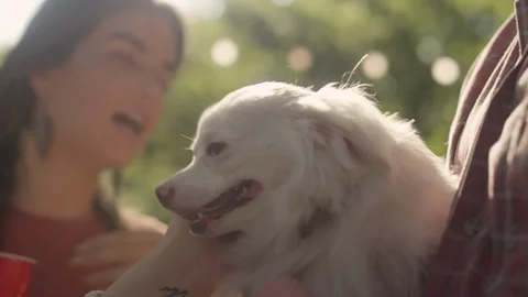 Close-up of a cute long-haired white dog getting pet by a group of friends Stock Footage 116822340