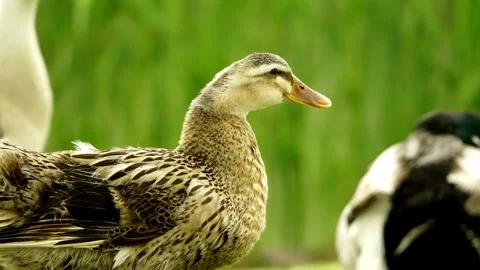 Close-up of a cute Mallard Duck Video stock 332855977