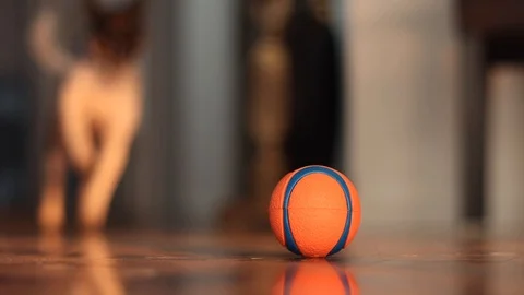 Close up of cute miniature fox terrier dog fetching a ball indoors Stock Footage 122405703