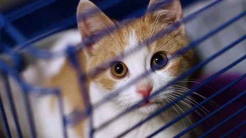 Close-up of cute mongrel little kitty sitting in cage at the animal shelter. HD Video stock 76548194