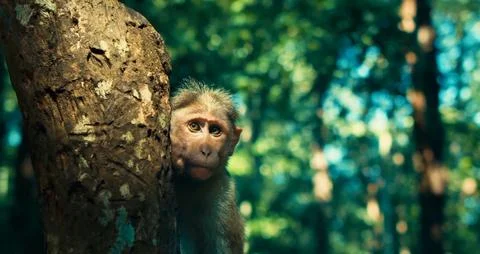 Close - up of a cute monkey. Stock Photos