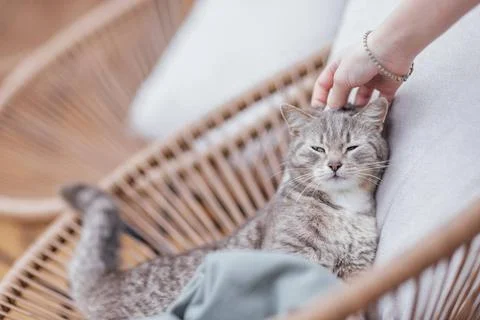 Close-up of the cute muzzle of a gray striped cat in a cozy wicker basket ... Stock Photos