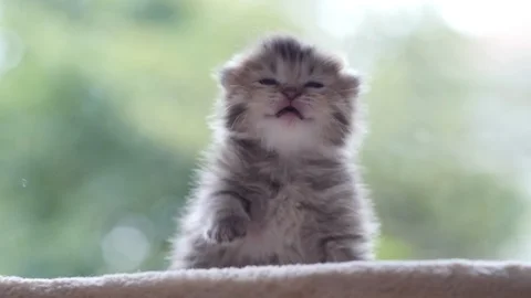 Close up of cute newborn kitten looking at camera slow motion Stock Footage 92295052